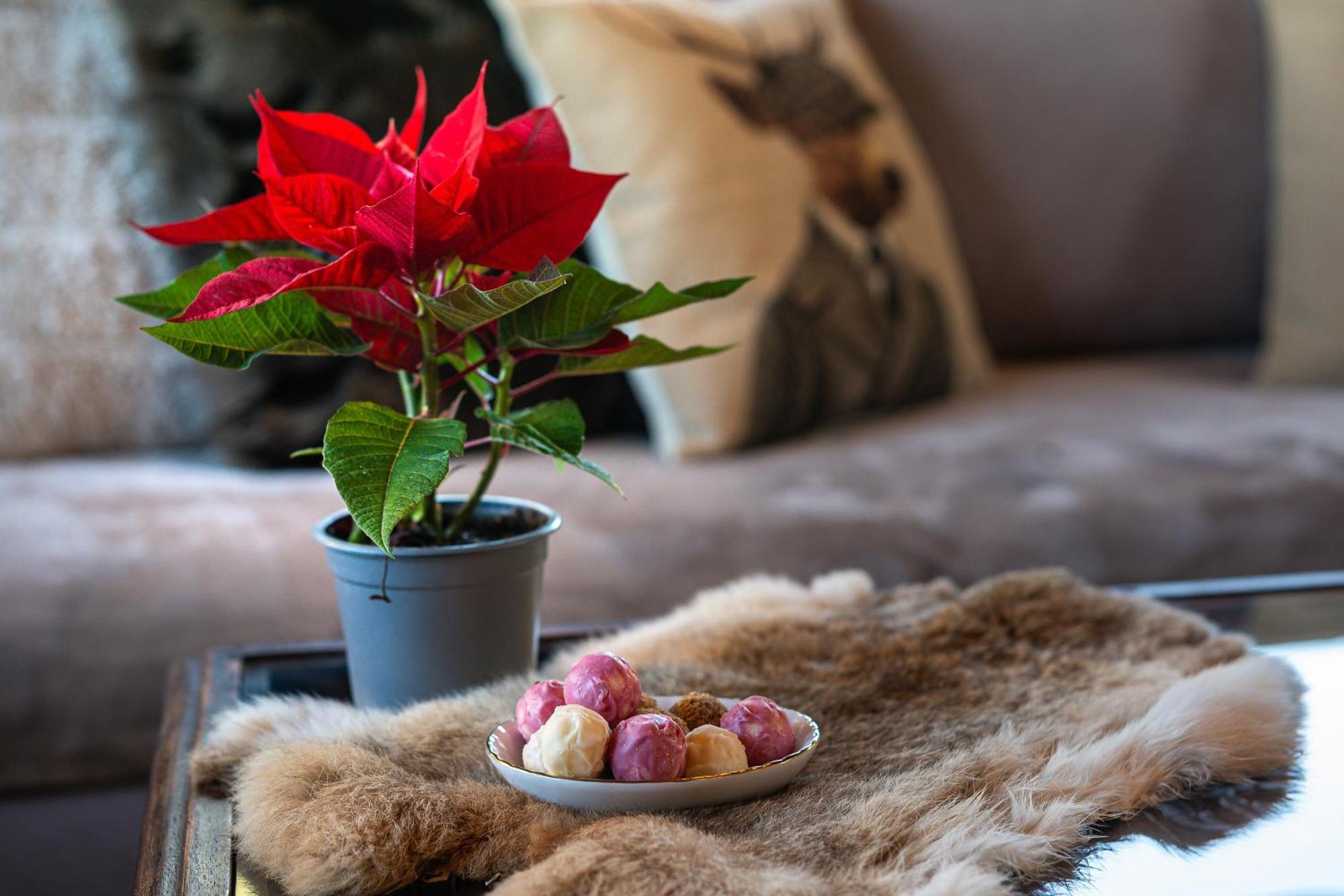 Livadi Cozy